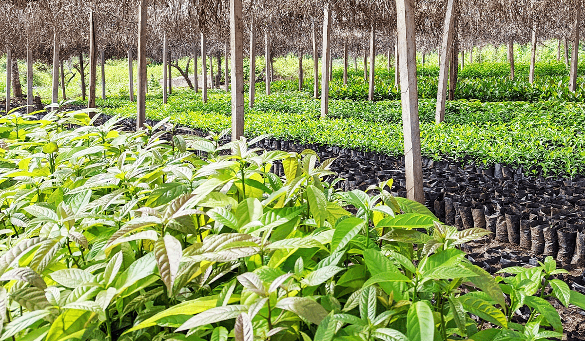 Reforestation 10 Amazing benefits of planting trees
